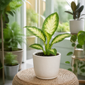 Dieffenbachia Camilla Dumb Cane 12cm Pot Plants By Post