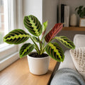 Maranta Leuconeura Prayer Plant 12cm - Beautiful Tricolour Indoor Foliage Plants By Post