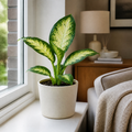 Dieffenbachia Camilla Dumb Cane 12cm Pot Plants By Post
