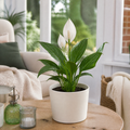 Peace Lily Plant 12cm - Air Purifying Houseplant Elegant Indoor Plant with White Flowers Plants By Post UK