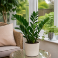 Zamioculcas Zamiifolia ZZ Plant 12cm Pot – Easy Care Indoor Houseplant Plants By Post