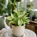 Epipremnum Marble Queen Pothos 12cm Pot Plants By Post