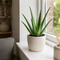Matt Cream Ceramic Pot