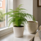 Matt Cream Ceramic Pot