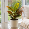 Matt Cream Ceramic Pot