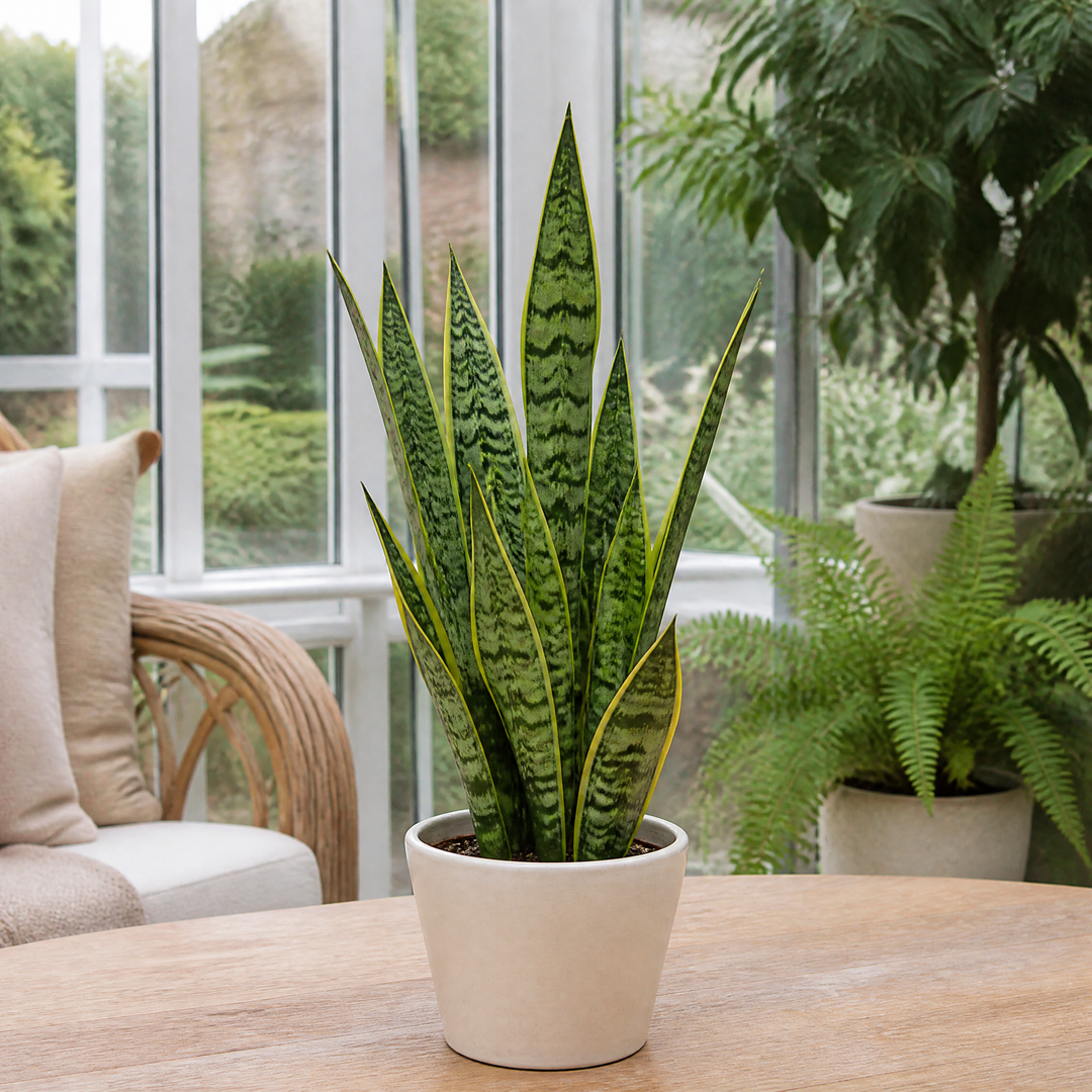 Sansevieria Superba in 12cm Pot | Air-Purifying Snake Plant for Low Light Spaces Plants By Post