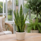 Matt Cream Ceramic Pot