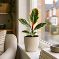 Ficus Tineke Rubber Plant 12cm Pot Plants By Post