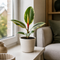 Matt Cream Ceramic Pot