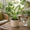 Matt Cream Ceramic Pot