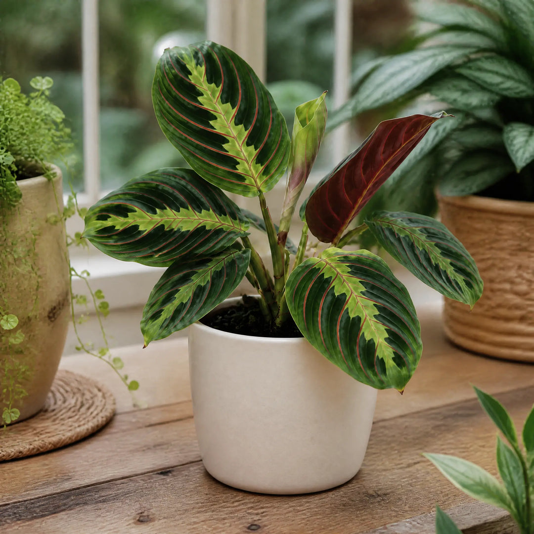 Maranta Leuconeura Prayer Plant 12cm - Beautiful Tricolour Indoor Foliage Plants By Post