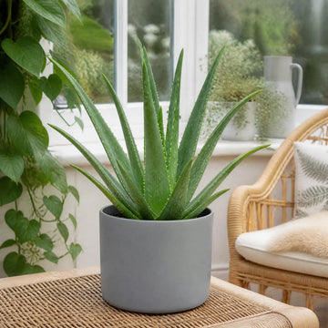 Aloe Vera Plant 12cm Pot for Indoors - Medicinal Houseplant Plants By Post