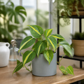 Philodendron Scandens Heartleaf Philodendron in 12cm Nursery Pot Plants By Post