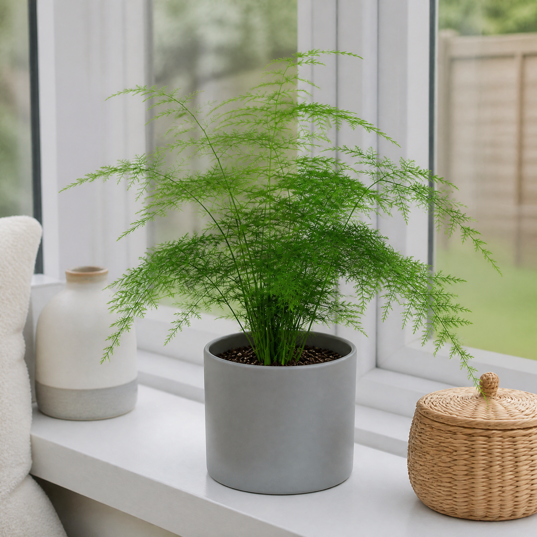 Asparagus Setaceus Lace Fern 12cm Pot Plants By Post