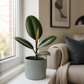 Ficus Robusta Rubber Plant 17cm Pot – Easy Care Indoor Houseplant Plants By Post