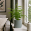 Asparagus Setaceus Lace Fern 12cm Pot Plants By Post