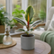 Matt Grey Ceramic Pot