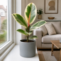 Ficus Tineke Rubber Plant 12cm Pot Plants By Post