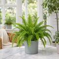 Nephrolepis Boston Fern in a Decorative Ceramic Pot Plants By Post UK