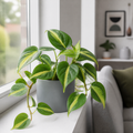 Philodendron Scandens Heartleaf Philodendron in 12cm Nursery Pot Plants By Post