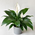 Peace Lily Plant 12cm - Air Purifying Houseplant Elegant Indoor Plant with White Flowers Plants By Post UK