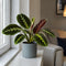 Matt Grey Ceramic Pot
