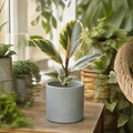 Ficus Tineke Rubber Plant 12cm Pot Plants By Post