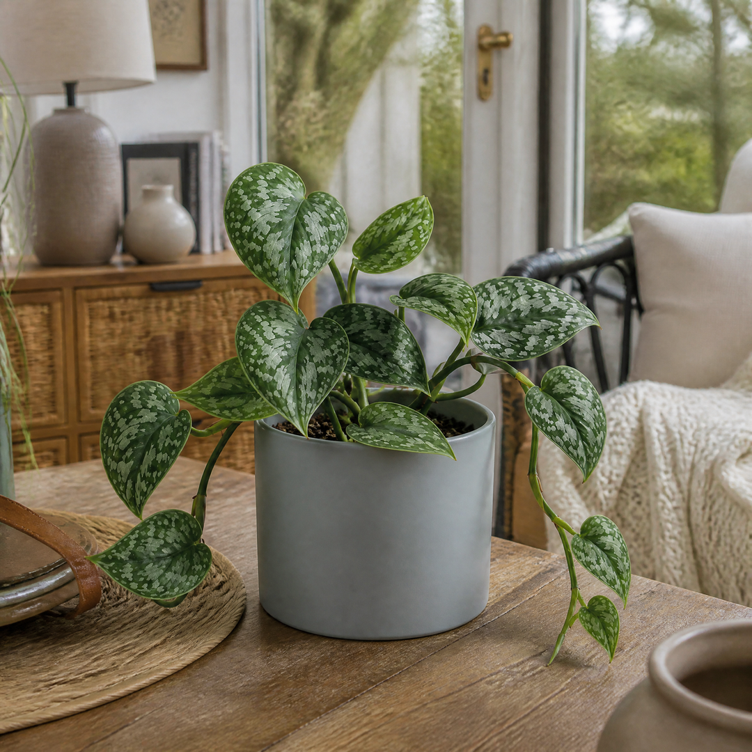 Scindapsus Pictus Trebie Pothos 12cm Pot Plants By Post