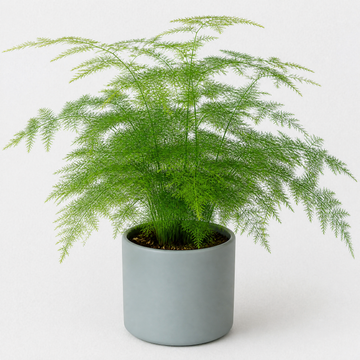 Asparagus Setaceus Lace Fern 12cm Pot Plants By Post