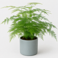 Asparagus Setaceus Lace Fern 12cm Pot Plants By Post