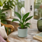 Matt Grey Ceramic Pot