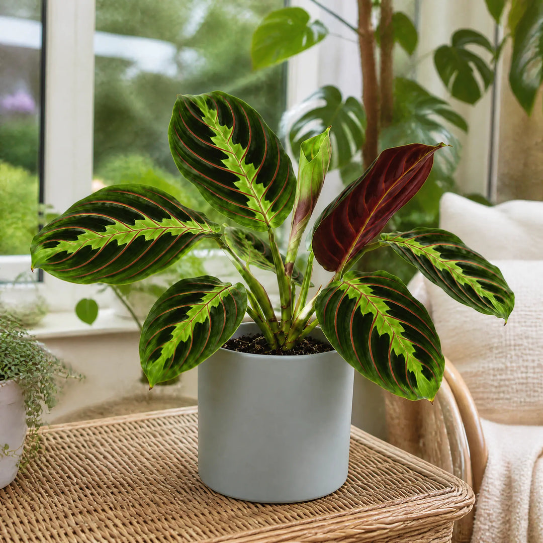 Maranta Leuconeura Prayer Plant 12cm - Beautiful Tricolour Indoor Foliage Plants By Post