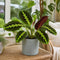 Matt Grey Ceramic Pot