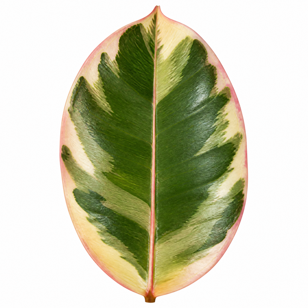Ficus Tineke Rubber Plant 12cm Pot Plants By Post