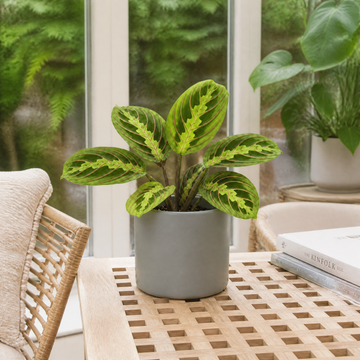 Maranta Lemon Lime Prayer Plant 12cm Pot – Variegated Indoor Houseplant The Rose Press Garden