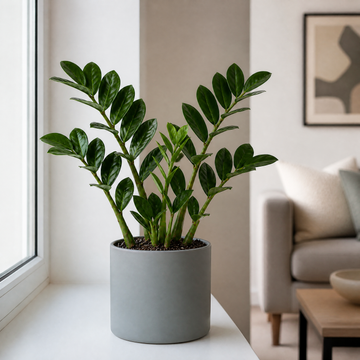 Zamioculcas Zamiifolia ZZ Plant 12cm Pot – Easy Care Indoor Houseplant Plants By Post