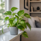 Matt Grey Ceramic Pot