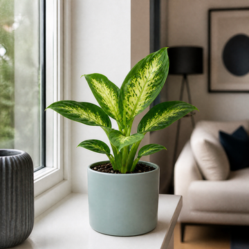 Dieffenbachia Compacta Dumb Cane 12cm Pot Plants By Post