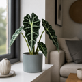 Alocasia Polly Elephant Ear 12cm Pot Plants By Post