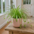 Chlorophytum Spider Plant 12cm - Air Purifying Plant Plants By Post
