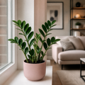 Zamioculcas Zamiifolia ZZ Plant 12cm Pot – Easy Care Indoor Houseplant Plants By Post