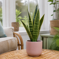 Sansevieria Superba in 12cm Pot | Air-Purifying Snake Plant for Low Light Spaces Plants By Post