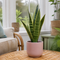 Matt Pink Ceramic Pot