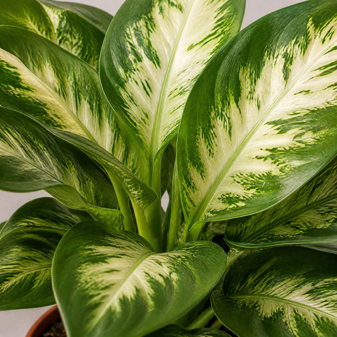 Dieffenbachia Compacta Dumb Cane 12cm Pot Plants By Post