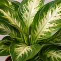 Dieffenbachia Compacta Dumb Cane 12cm Pot Plants By Post