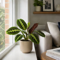 Maranta Leuconeura Prayer Plant 12cm - Beautiful Tricolour Indoor Foliage Plants By Post
