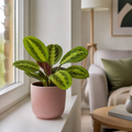 Maranta Lemon Lime Prayer Plant 12cm Pot – Variegated Indoor Houseplant The Rose Press Garden