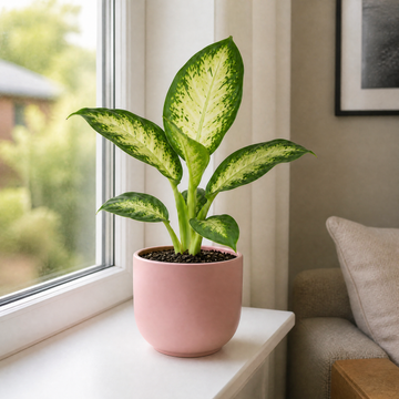 Dieffenbachia Camilla Dumb Cane 12cm Pot Plants By Post