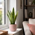 Sansevieria Superba in 12cm Pot | Air-Purifying Snake Plant for Low Light Spaces Plants By Post