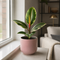 Matt Pink Ceramic Pot